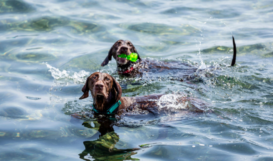 Two swimming dogs